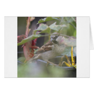 House sparrow cards