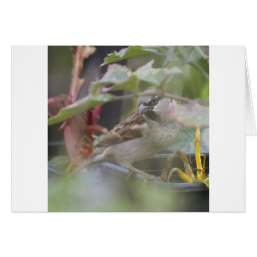 House sparrow cards (Front Horizontal)