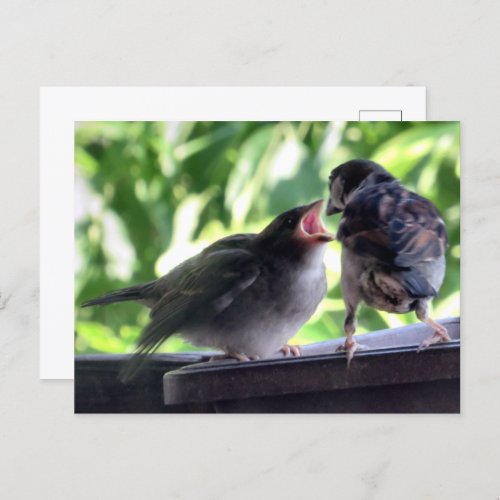 House Sparrow Father Feeding Teaching Baby Postcard