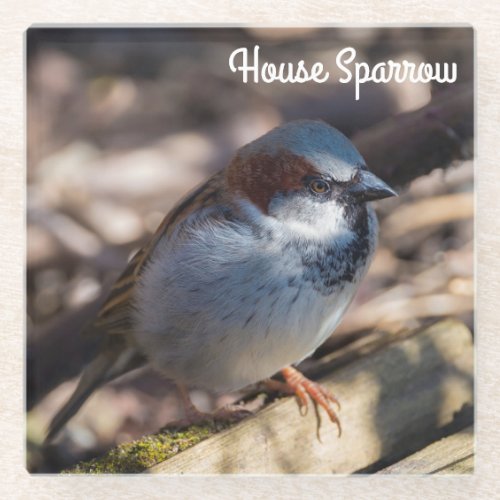 House Sparrow Glass Coaster