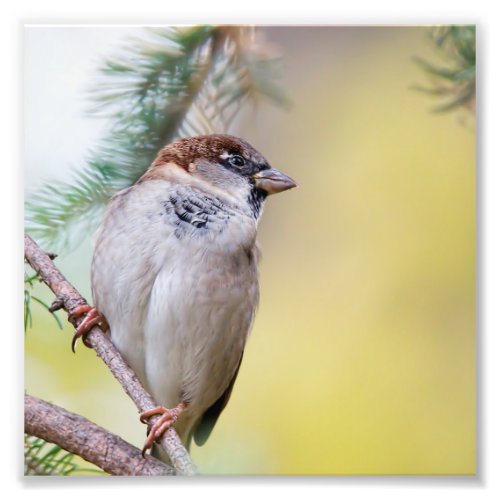 House Sparrow in a Pine Tree Photo Print