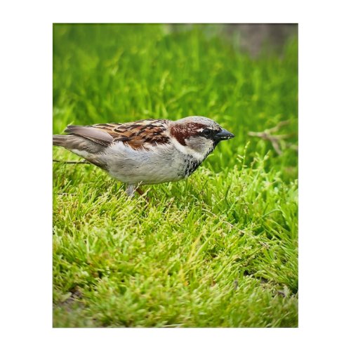 House Sparrow in Grass Acrylic Print