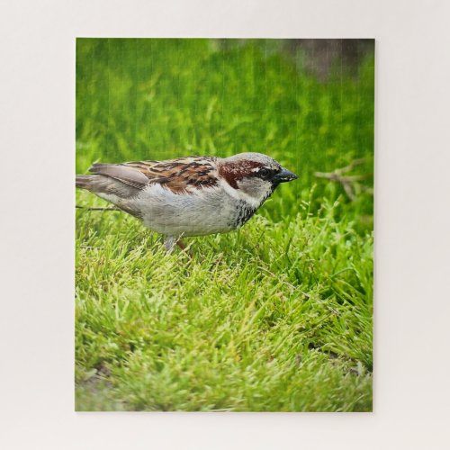 House Sparrow in Grass Jigsaw Puzzle