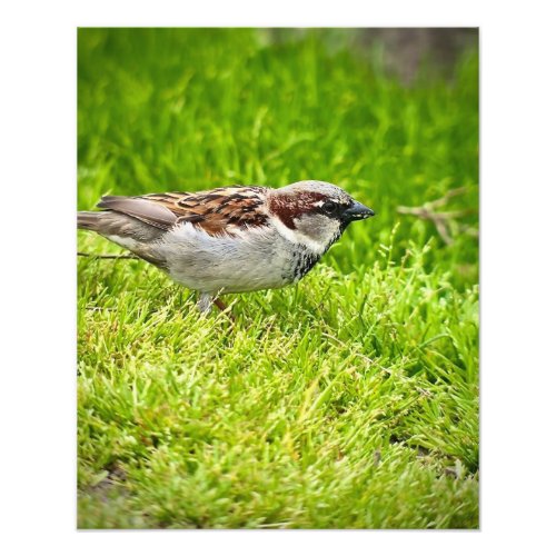 House Sparrow in Grass Photo Print