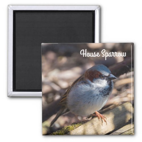 House Sparrow Magnet