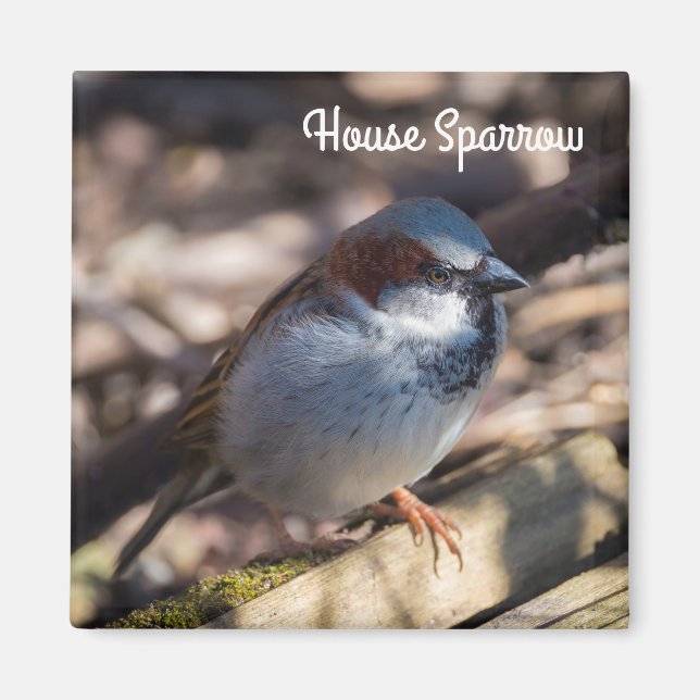 House Sparrow Magnet (Front)