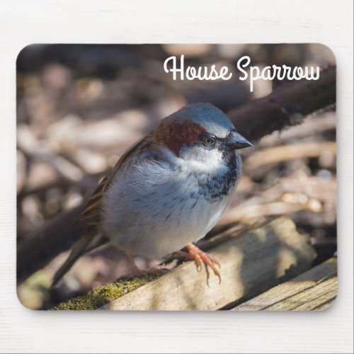 House Sparrow Mouse Pad