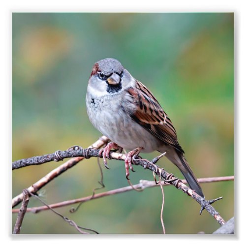 House Sparrow on a Climb Photography Print