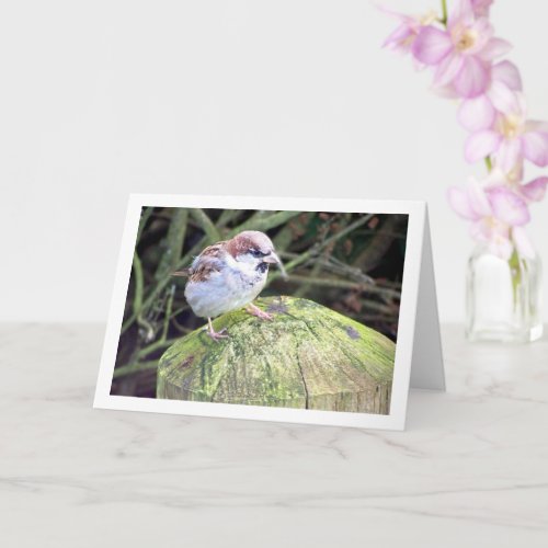 House Sparrow on Log Card