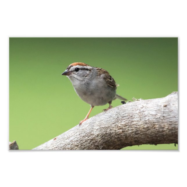 House Sparrow Photo Print (Front)