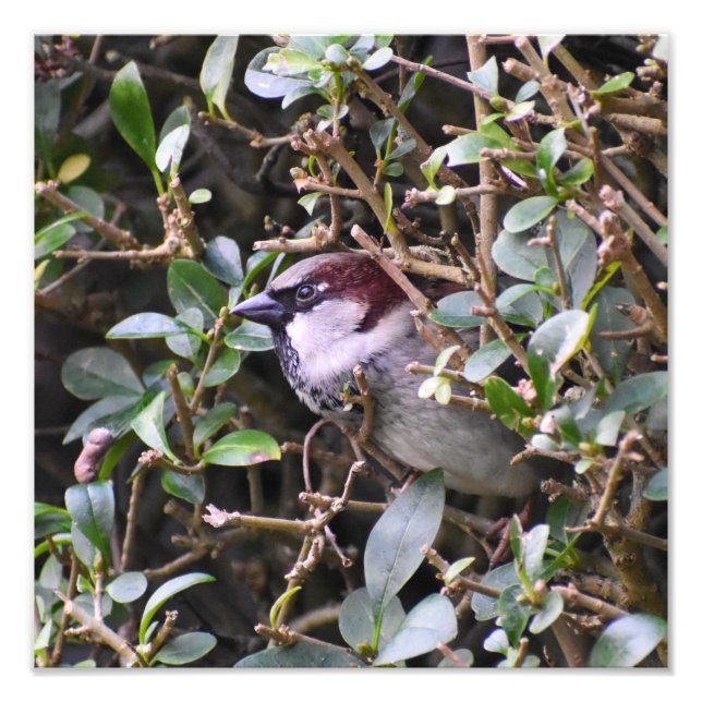 House Sparrow Photo Print (Front)