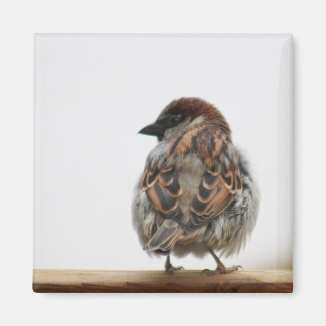 House sparrow photography magnet (Front)