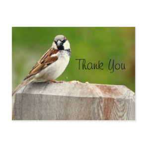 House Sparrow Postcard