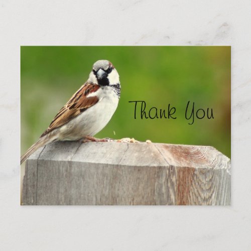 House Sparrow Postcard