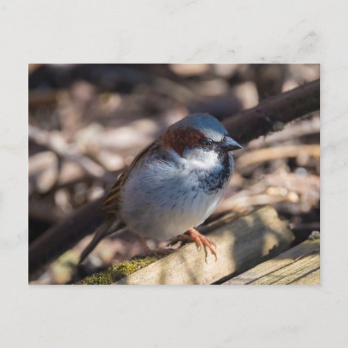 House Sparrow Postcard