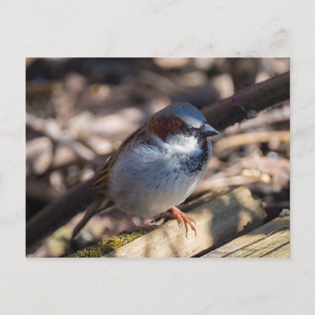 House Sparrow Postcard (Front)