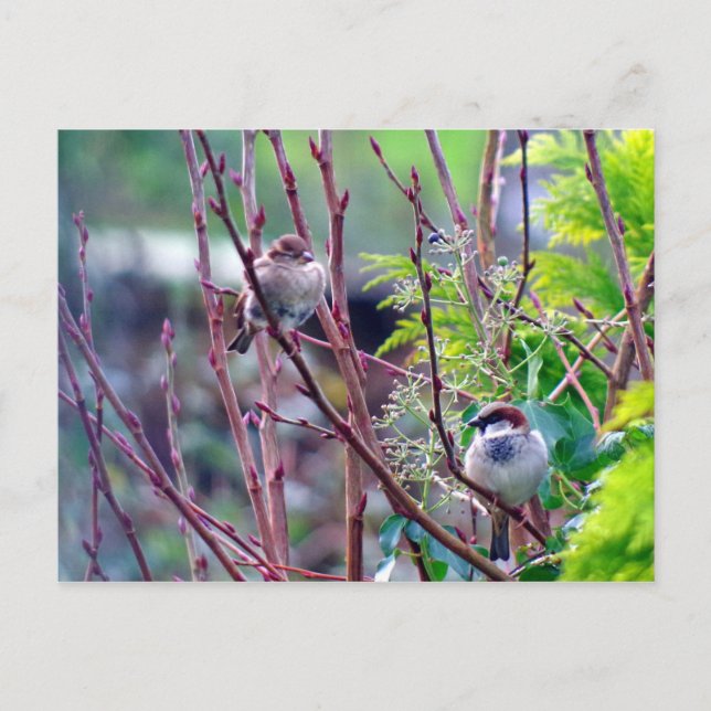 House sparrow postcard (Front)