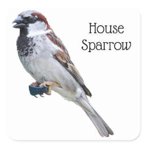 House Sparrow Square Sticker