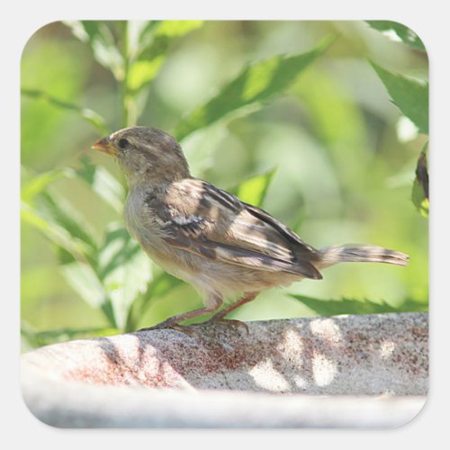House sparrow square sticker