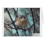 House Wren (Front Horizontal)