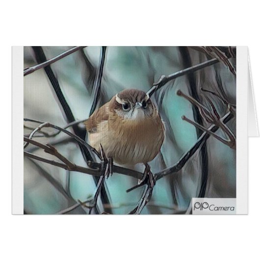 House Wren (Front Horizontal)