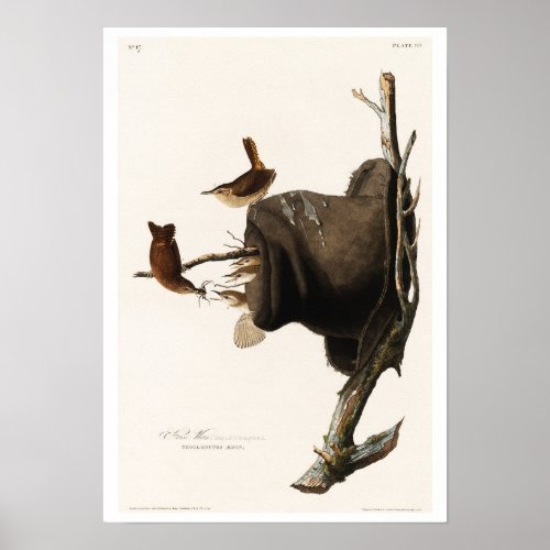 House Wren by Audubon Poster