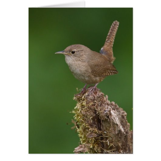 House Wren Cards (Front)