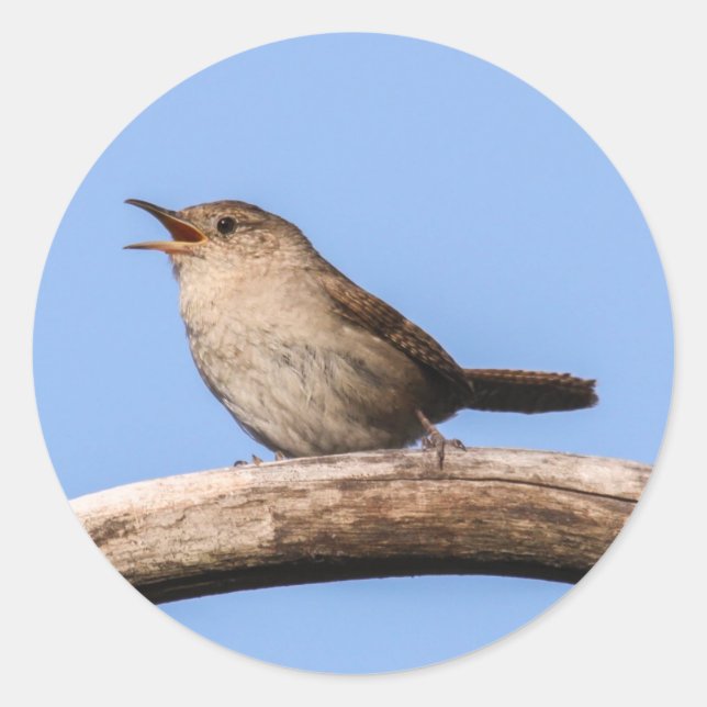 House Wren Classic Round Sticker (Front)