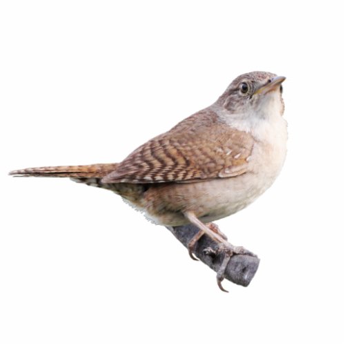 House Wren Cutout