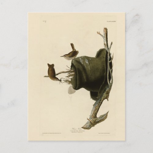 House Wren from Audubons Birds of America Postcard