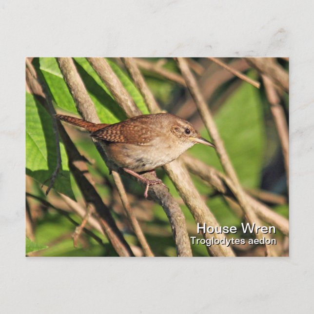House Wren Postcard (Front)