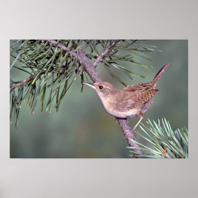 House Wren Poster (Front)