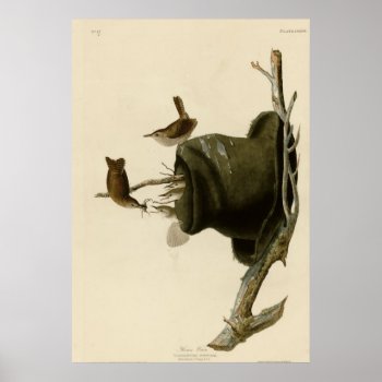 House Wren Poster by birdpictures at Zazzle