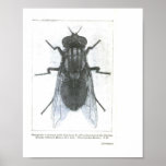 Housefly Vintage Image Poster at Zazzle