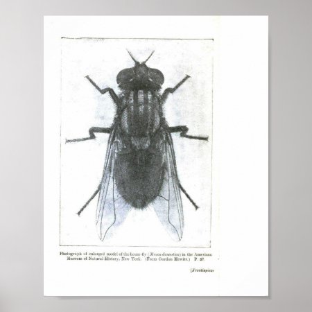 Housefly Vintage Image Poster