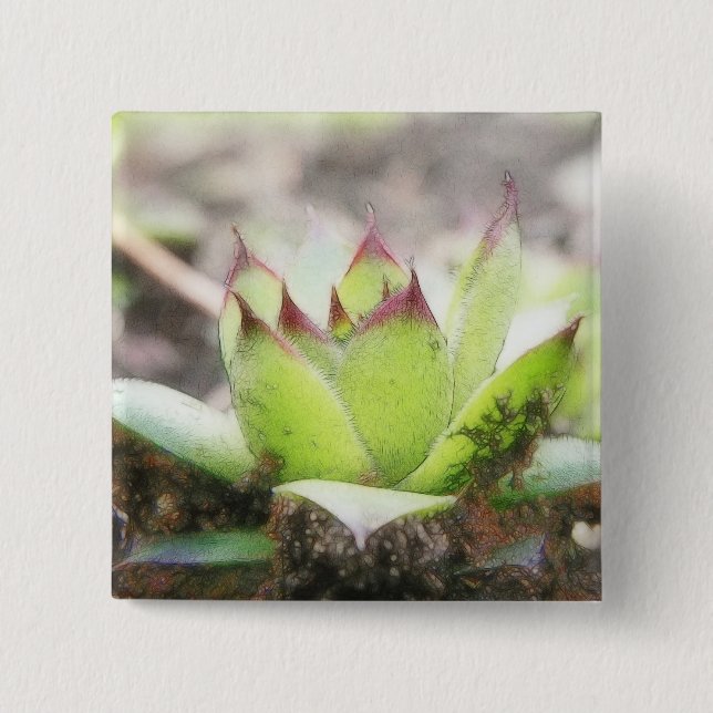 Houseleek - Sempervivum Button (Front)