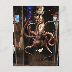 Houston Museum of Natural Science Postcard