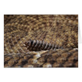 Houston Zoo (Front Horizontal)