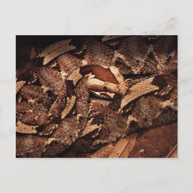 Houston Zoo Postcard (Front)