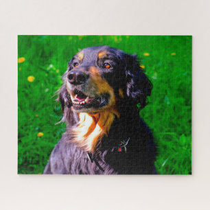 Hovawart Dog. Jigsaw Puzzle