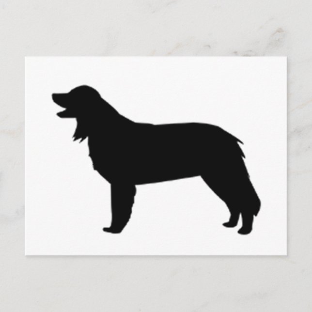 hovawart silhouette postcard (Front)