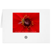 Hover Fly on a Dahlia Cards (Back Horizontal)