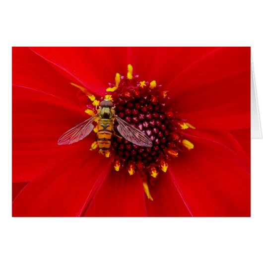 Hover Fly on a Dahlia Cards (Front Horizontal)