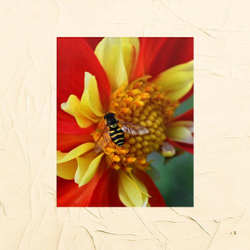 Hover Fly on Orange and Yellow Dahlia Acrylic Print