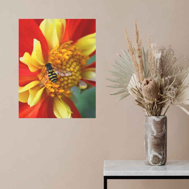 Hover Fly on Orange and Yellow Dahlia Metal Print (In Situ)