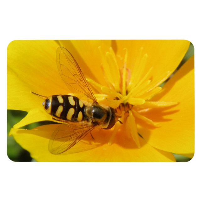 Hoverfly and Flower Premium Magnet (Horizontal)
