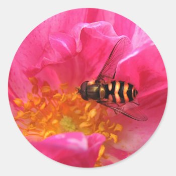 Hoverfly And Rosa Mundi Classic Round Sticker by Bebops at Zazzle