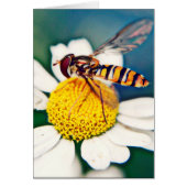 Hoverfly awakening cards (Front)