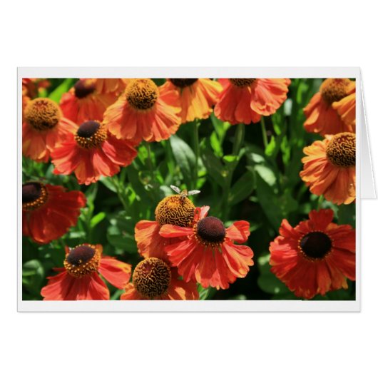 Hoverfly Cards (Front Horizontal)