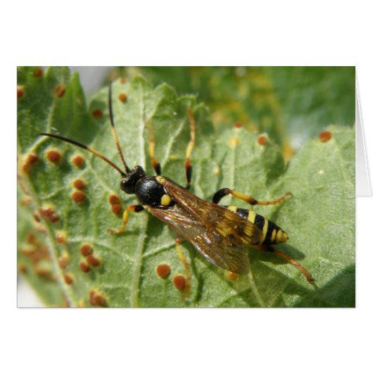 Hoverfly Greeting Card (Front Horizontal)
